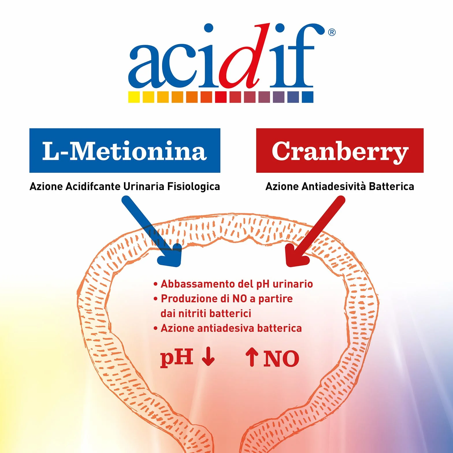Integratore Alimentare a Base di L-Metionina e Estratto Secco di Cranberry (Mirtillo Rosso) che Favorisce la Funzionalità Urinaria, 90 Compresse in Formula Retard senza Glutine/Lattosio
