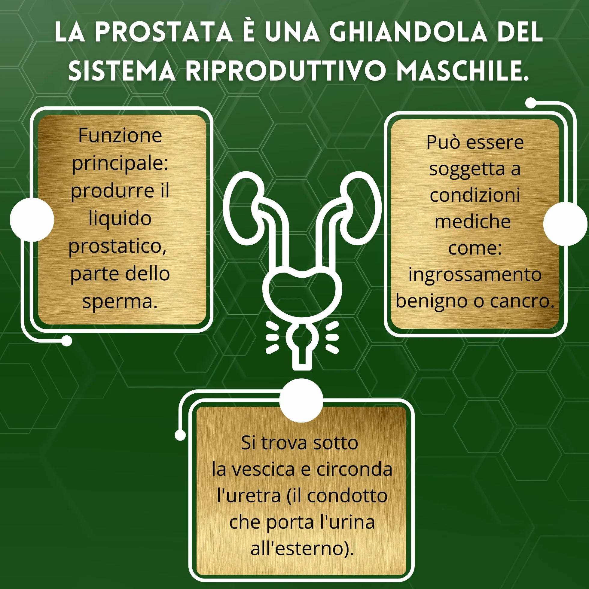 Serenoa Repens 660mg Saw Palmetto 180cps Integratore Prostata Uomo con Epilobio, Ortica e Pygeum Supporto Vie Urinarie
