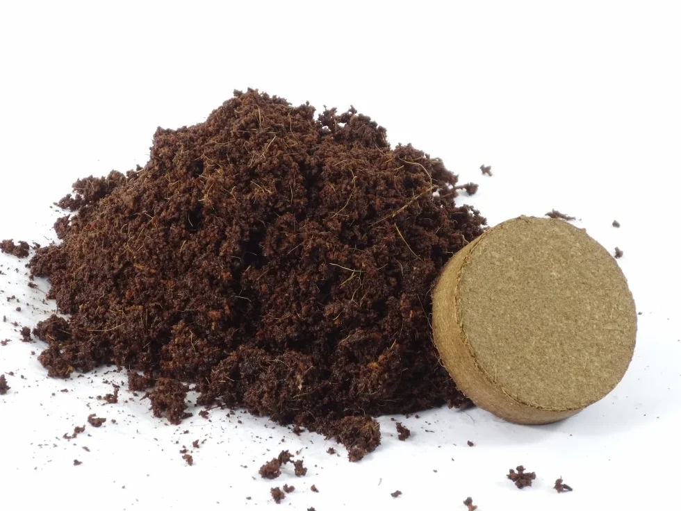 SAFLAX Stevia rebaudiana 100 semi Con substrato