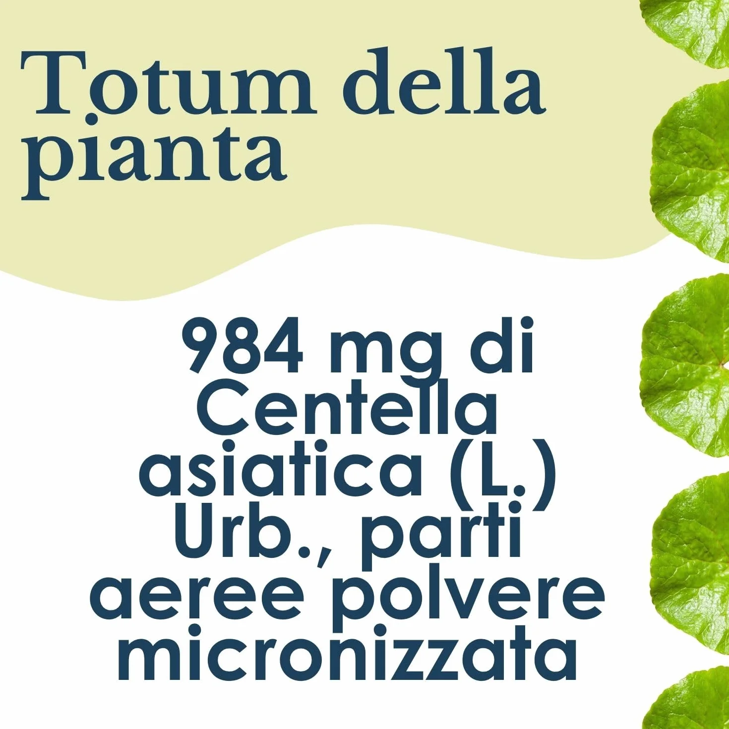 ERBEX Centella Asiatica 160 Compresse 984 mg Integratore Alimentare Microcircolo Cellulite