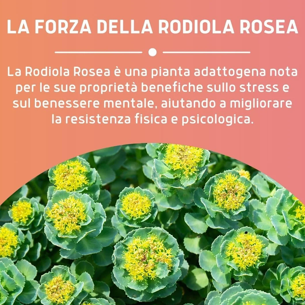 Erbex Integratore Naturale alla Rhodiola Rosea 50 Capsule - Azione Tonico Adattogena per Stanchezza Fisica e Mentale - Rodiola Forte e Naturale - Compresse Energetiche per il Benessere
