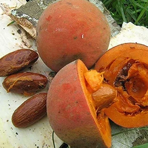 Bitter Kola - Garcinia Kola