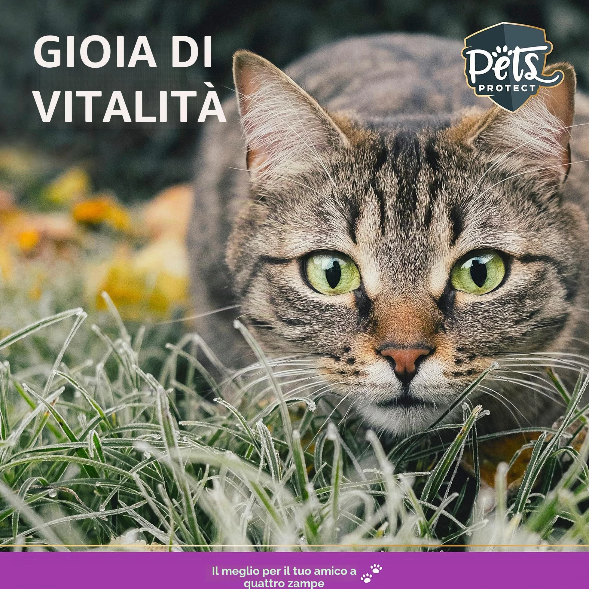 Pets PROTECT Taurine Powder 150 g per Cani e Gatti Supporta la Funzione Oculare e Cardiovascolare