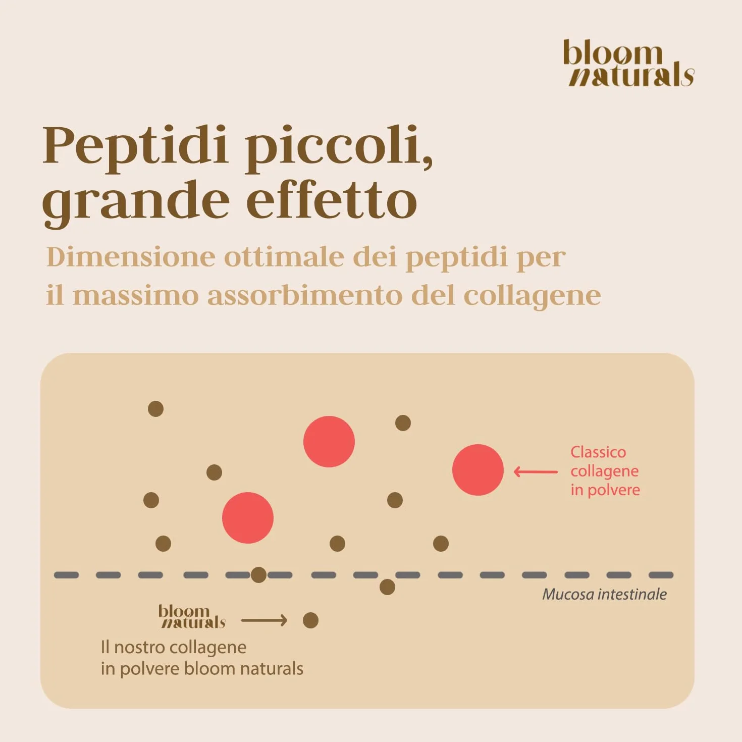 Collagene in Polvere 500g Idrolizzato con Vitamina C Gusto Neutro 33 Porzioni Bovino Peptidi Prodotto in Germania
