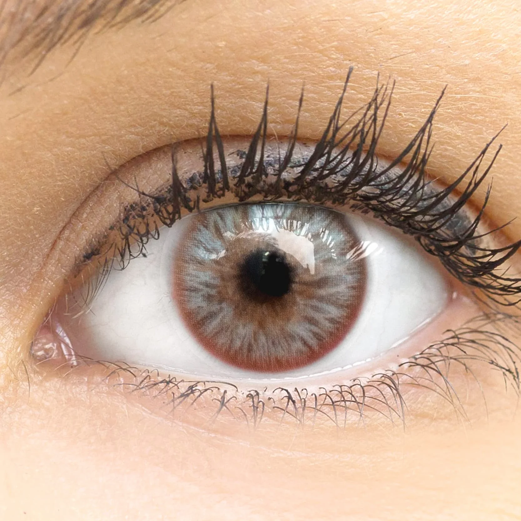 GLAMLENS Lenti a Contatto Colorate Catania Brown - Marrone Mensili - Silicone Idrogel - 2 Pezzi DIA 14.2 - 0.00 Diottrie