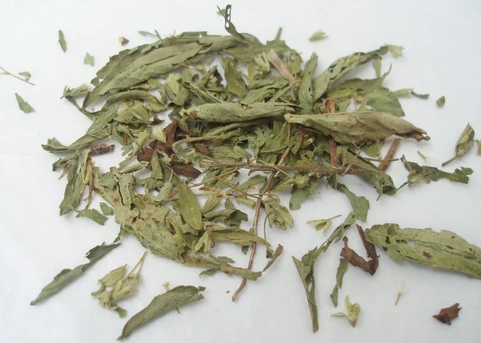 SAFLAX Stevia rebaudiana 100 semi Con substrato