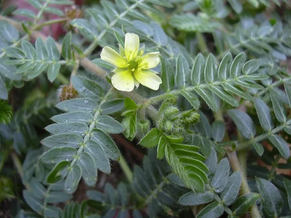 Tribulus Terrestris Seeds 60 - Goats-Head, Bullhead, Burra Gokharu