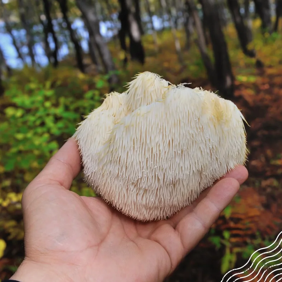 NaturaleBio Criniera di Leone in Polvere 200g | Biologica, Vegana, Senza Glutine, Non OGM | Supporta Funzioni Cognitive, Intestino e Sistema Immunitario | Facile da Assumere