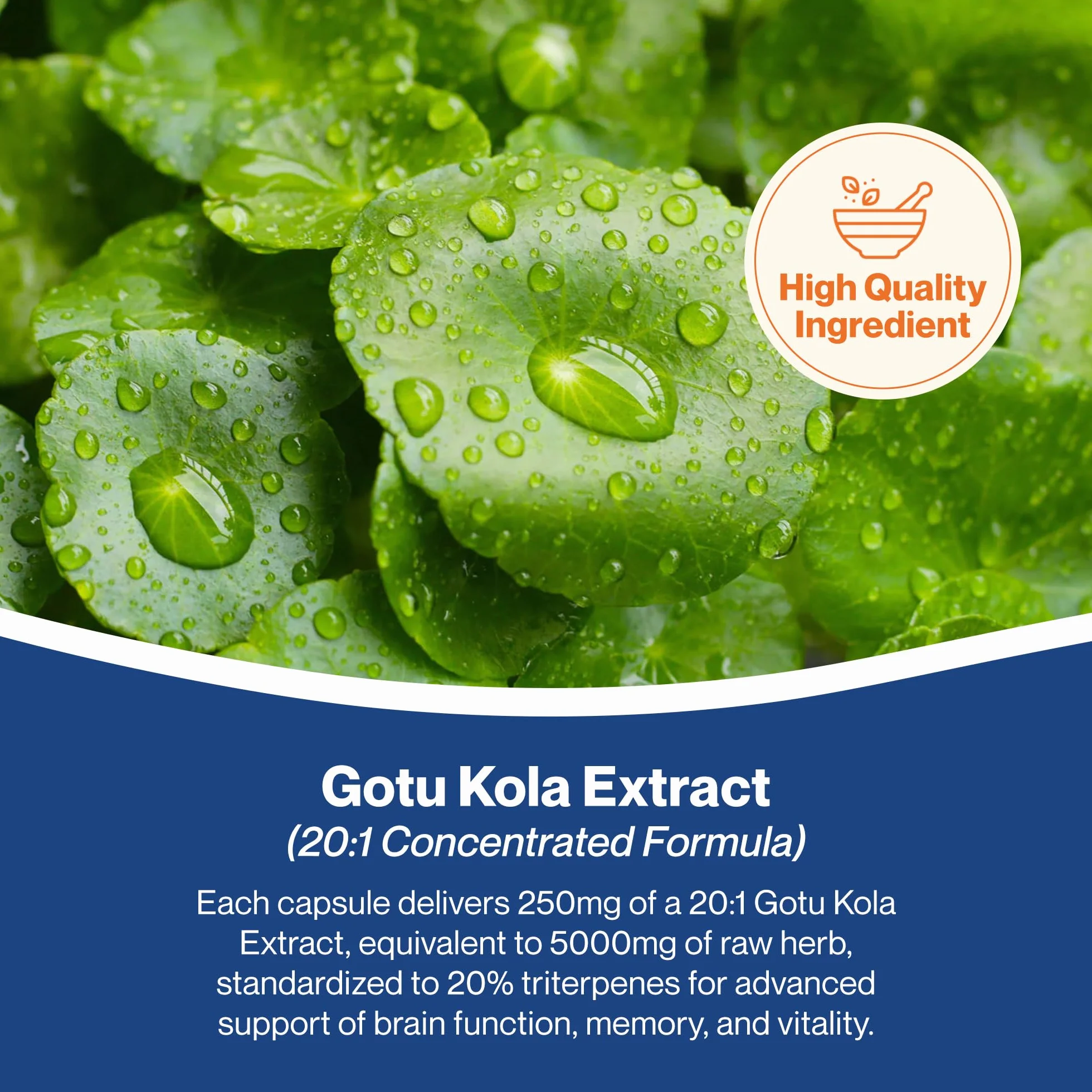 Hepatica Gotu Kola 5.000 mg Estratto 20:1 250 mg Triterpeni 20% 90 Capsule Vegane GMP