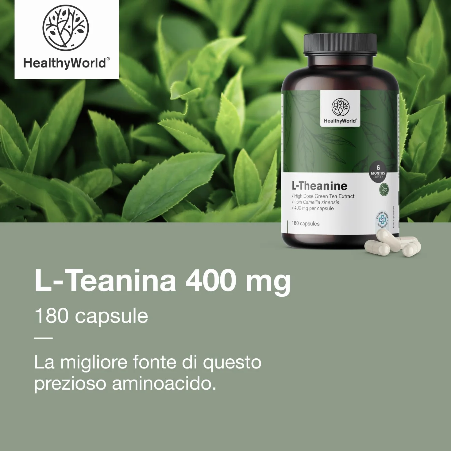 HealthyWorld L-Teanina 400 mg - 180 Capsule - Estratto di tè verde - Alta concentrazione - Aminoacido efficace - Supporto naturale per l'organismo - Vegetariano e non OGM