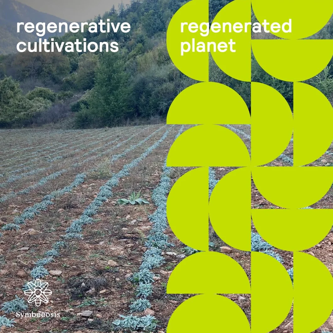 Origano Biologico - Origanum vulgare subsp. Hirtum - Erba Culinaria e Digestiva - Elevata Bioattività