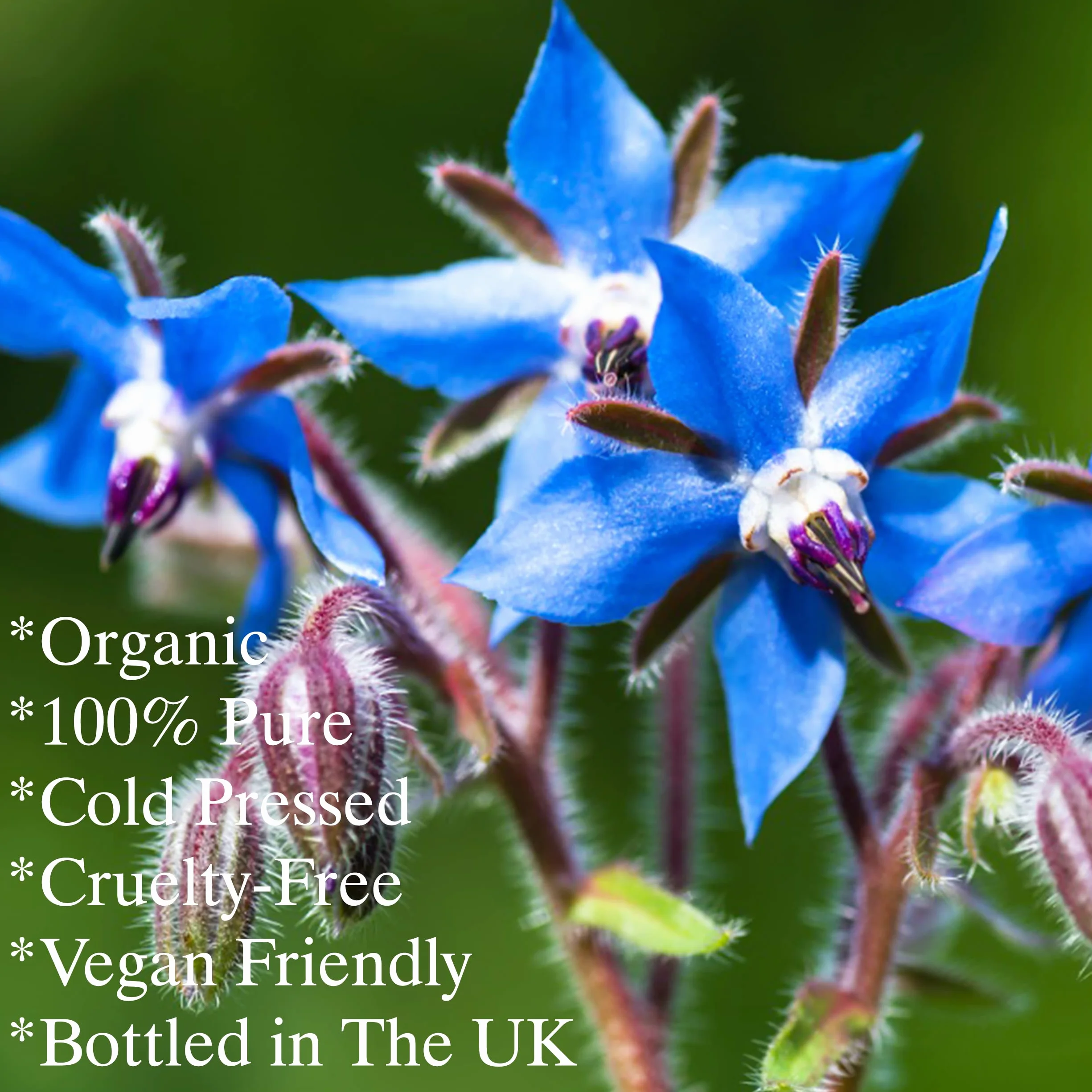 Feelia Olio di borragine organico spremuto a freddo ricco di Omega 6 100% puro
