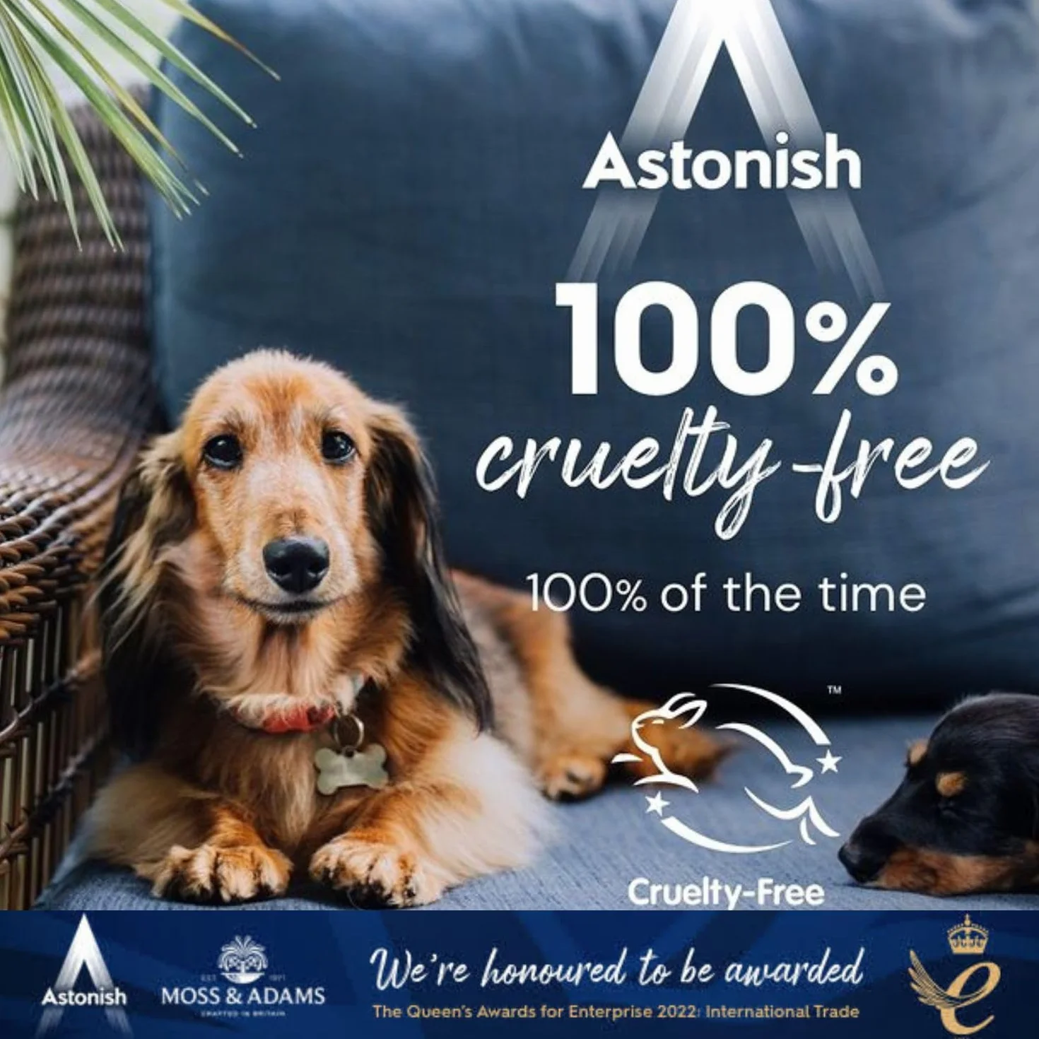 Astonish, detergente per stoviglie e forno, 150 g