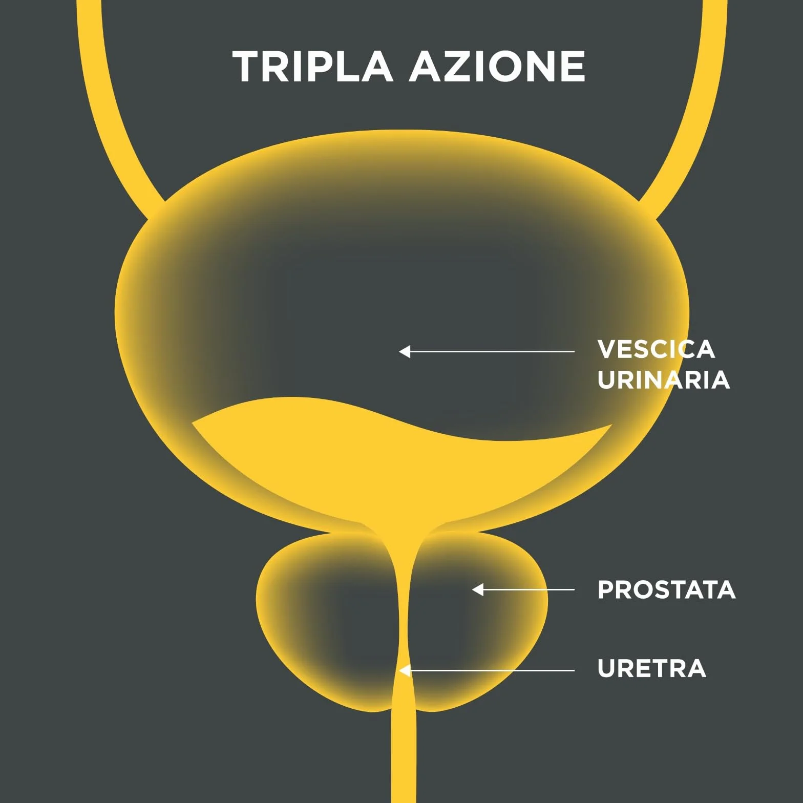 Flowens® Cucurbita pepo Serenoa repens tripla azione Formula liquida per la salute della prostata 1 caps al dì