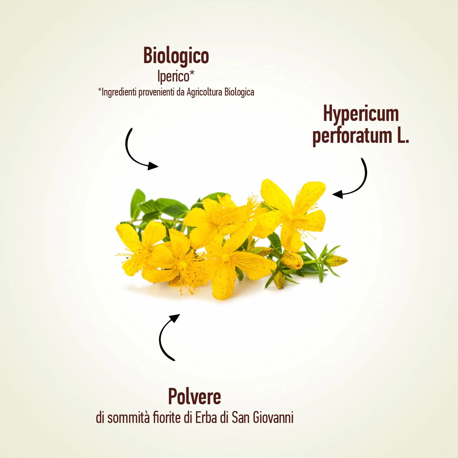 Erba di San Giovanni Bio 250mg - 100 capsule - Hypericum Perforatum - Natureen | Planète au Naturel