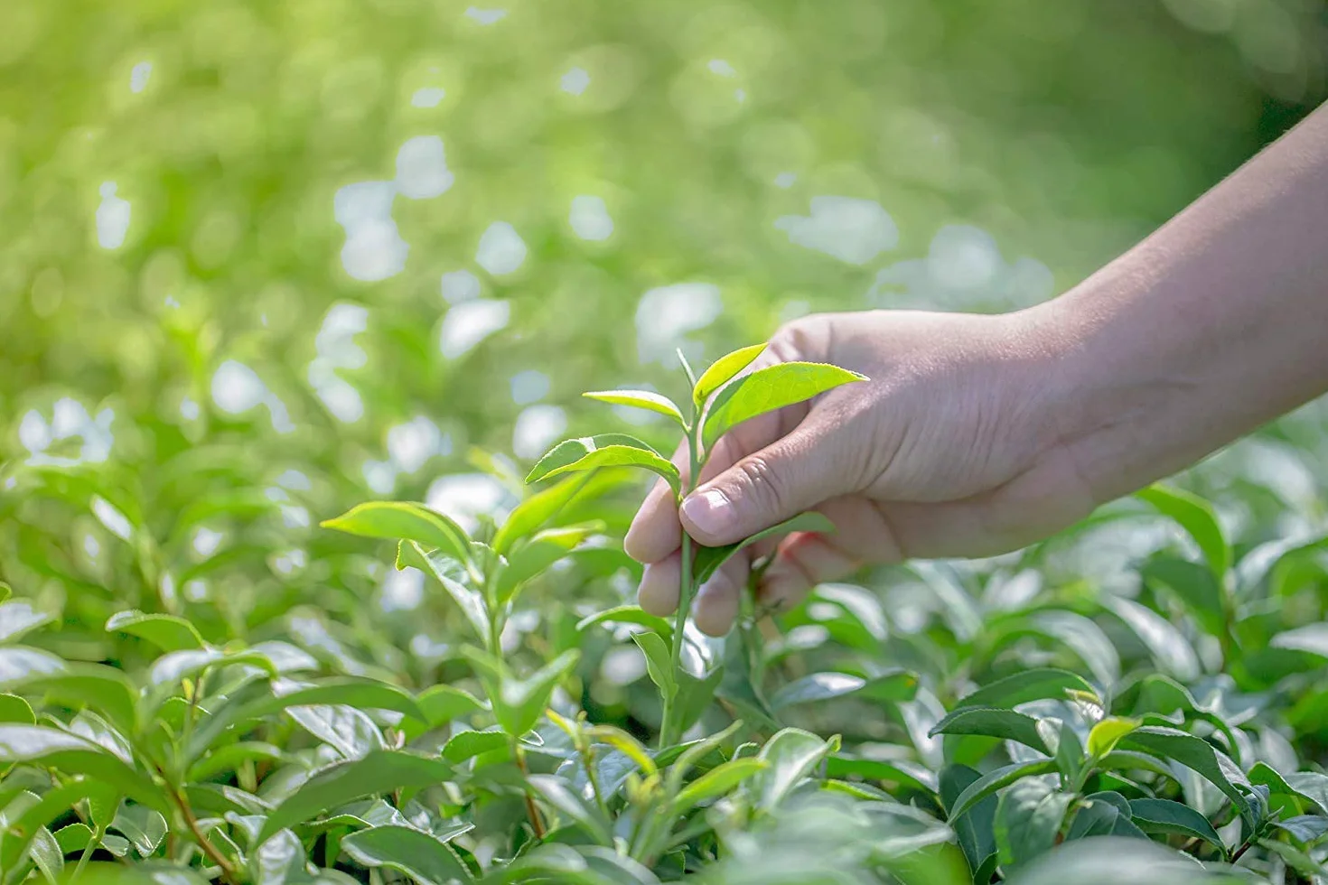 Tè Verde biologico aromatizzato Menta Marrakesch - 100g (40 tazze) - Tè sfuso 100% agricoltura biologica - Mes-Tè
