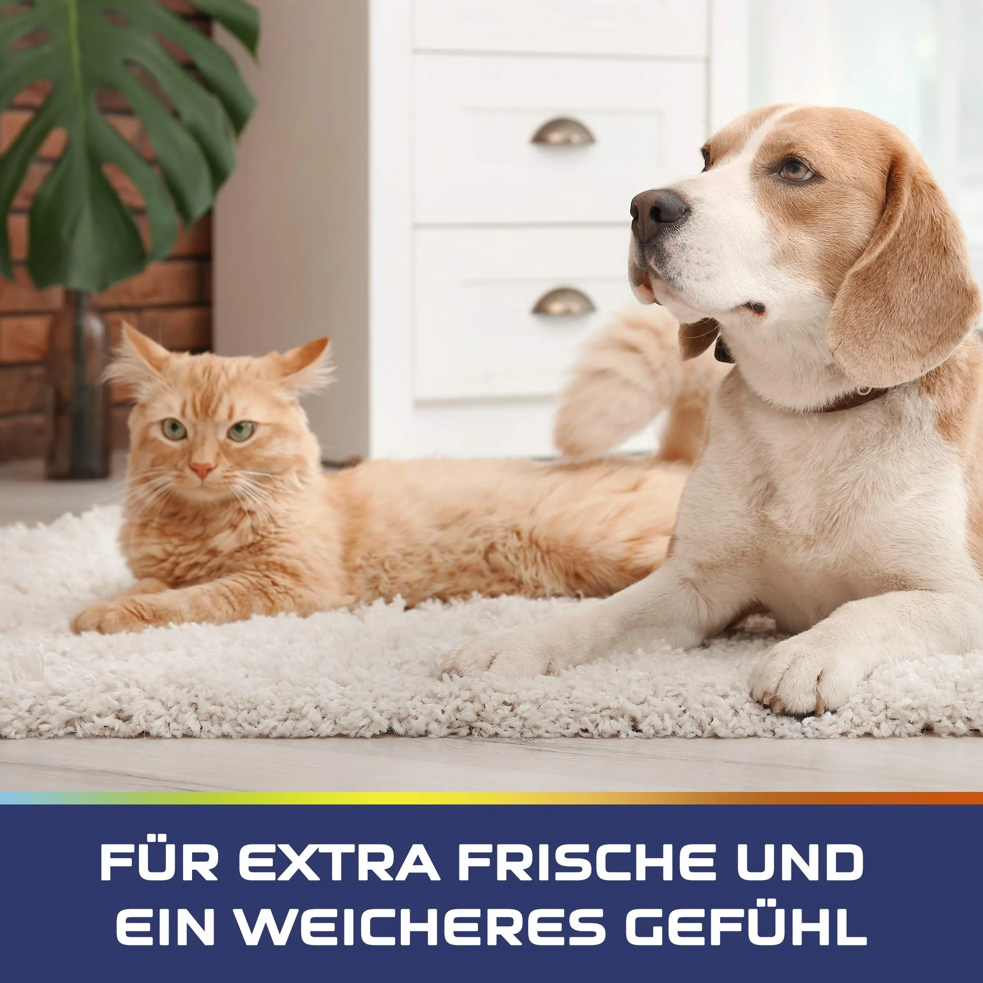 Vanish Pet Experte Detergente per tappeti e tappezzeria – 1 x 750 g – Polvere per la cura di vari tessuti e tappezzeria, ideale per grandi superfici – contro sporco, peli di animali domestici e odori