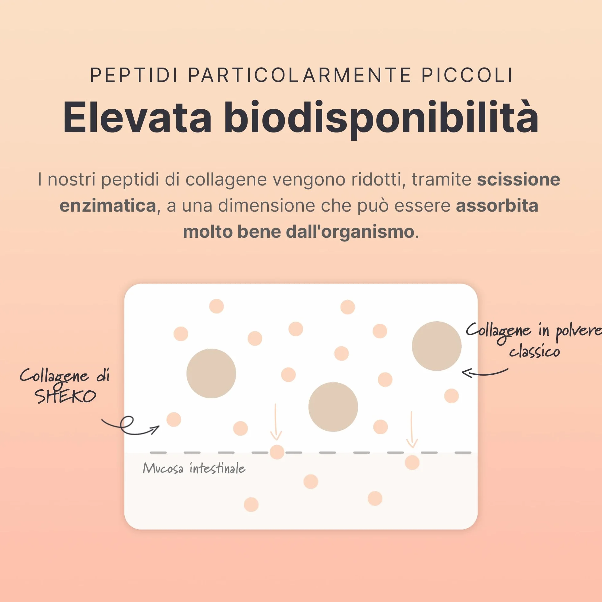 SHEKO Collagene Idrolizzato 450g - Natural Bioactive Collagen Powder - Peptidi di tipo 1, 2, 3