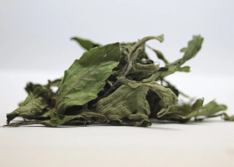 SAFLAX Stevia rebaudiana 100 semi Con substrato