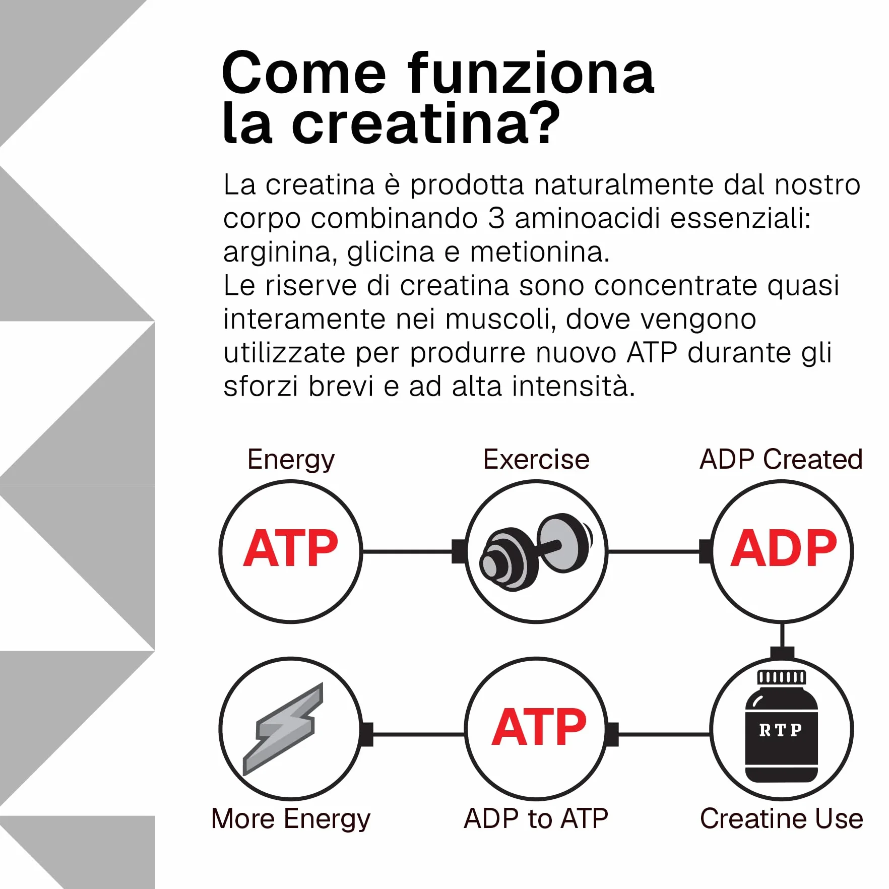 Creatina Monoidrata Compresse RTP – da 3000 mg Creatine Monohydrate – Creatina Pura in Pastiglie – Integratore per Sport, Palestra e Post Workout – 500 Compresse Senza Glutine, Senza Lattosio