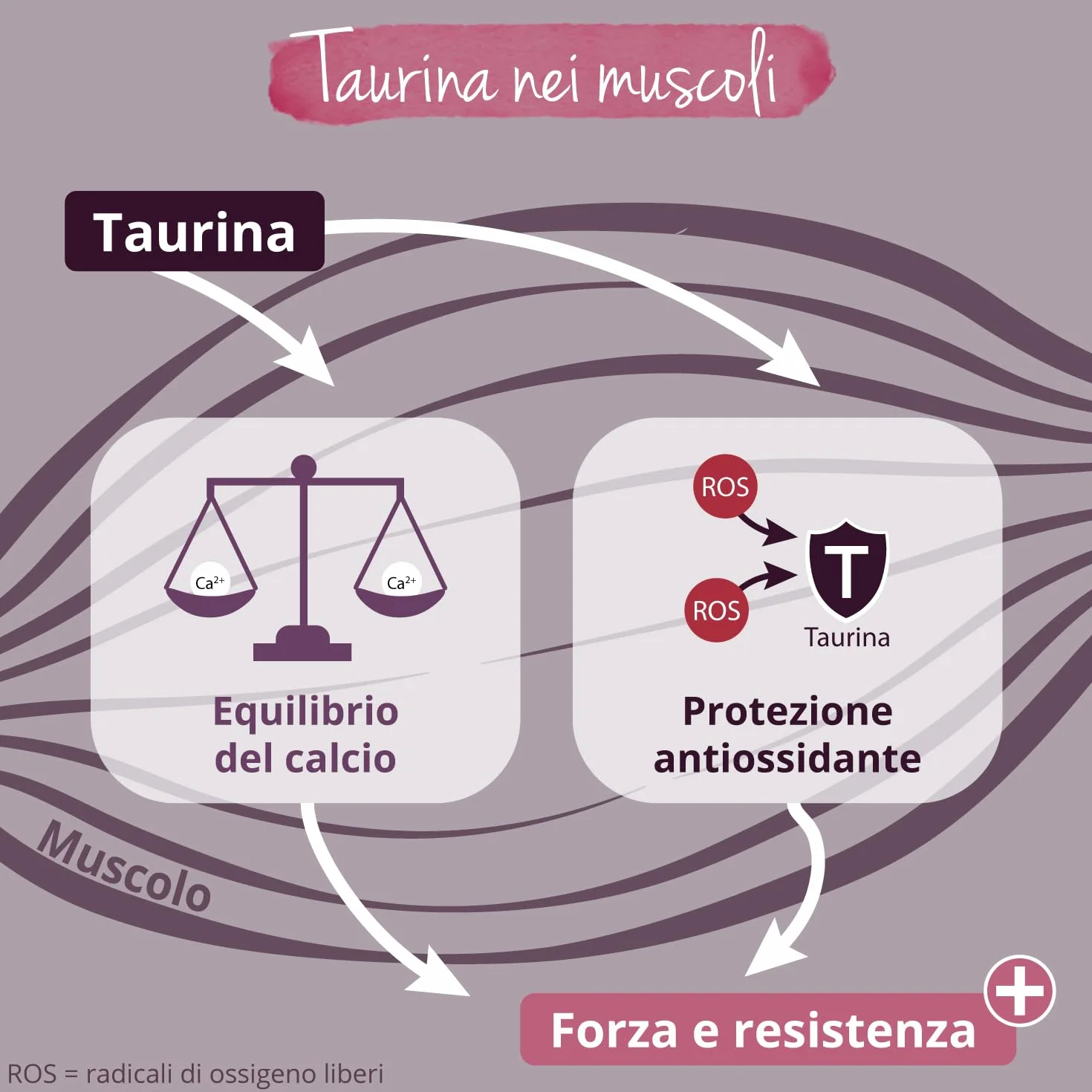 Taurina in Polvere 1 Kg 3000 mg per Dose Giornaliera Integratore Sport Pre Post Workout Energizzante Altamente Dosato Vegan Senza Additivi Vegavero®