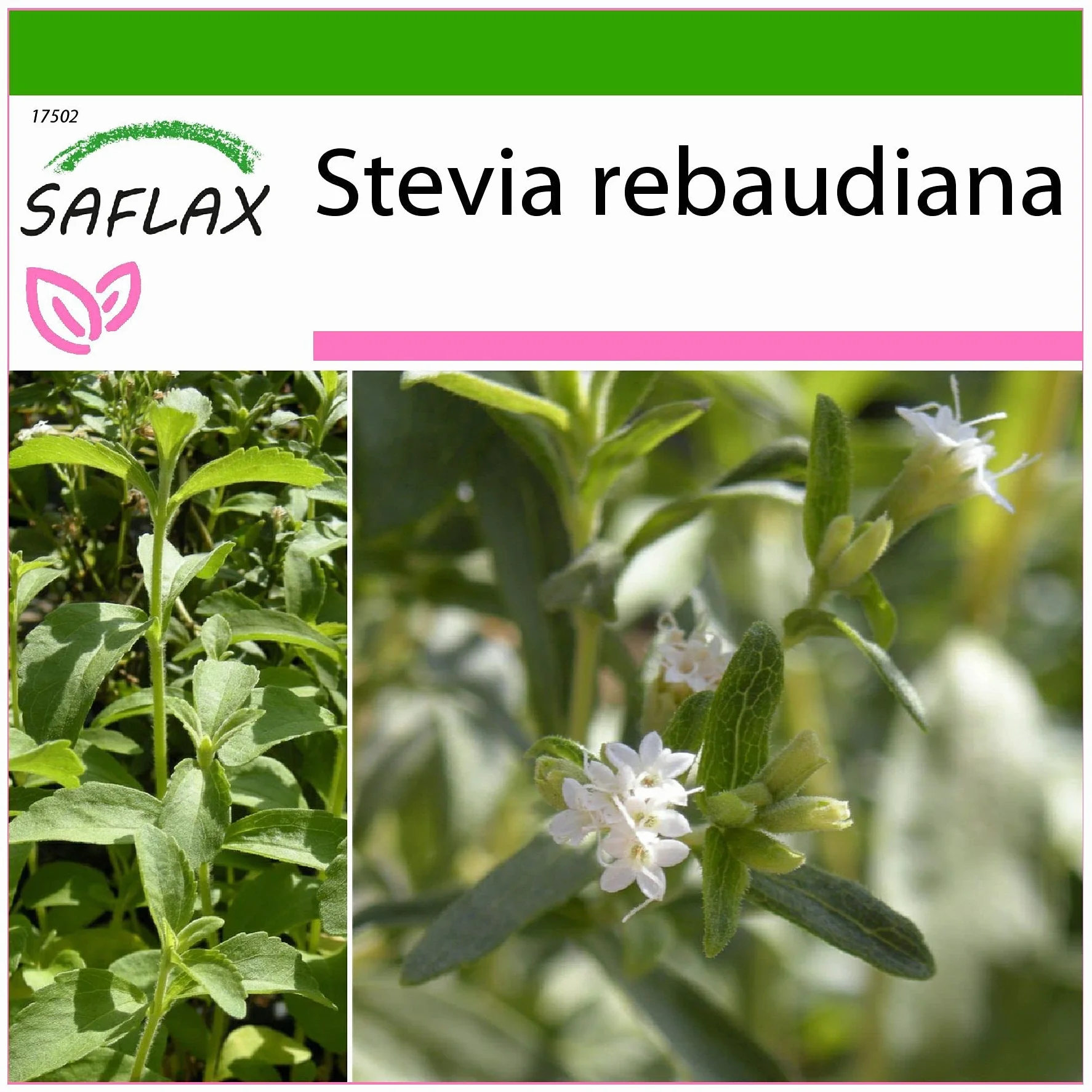 SAFLAX Stevia rebaudiana 100 semi Con substrato