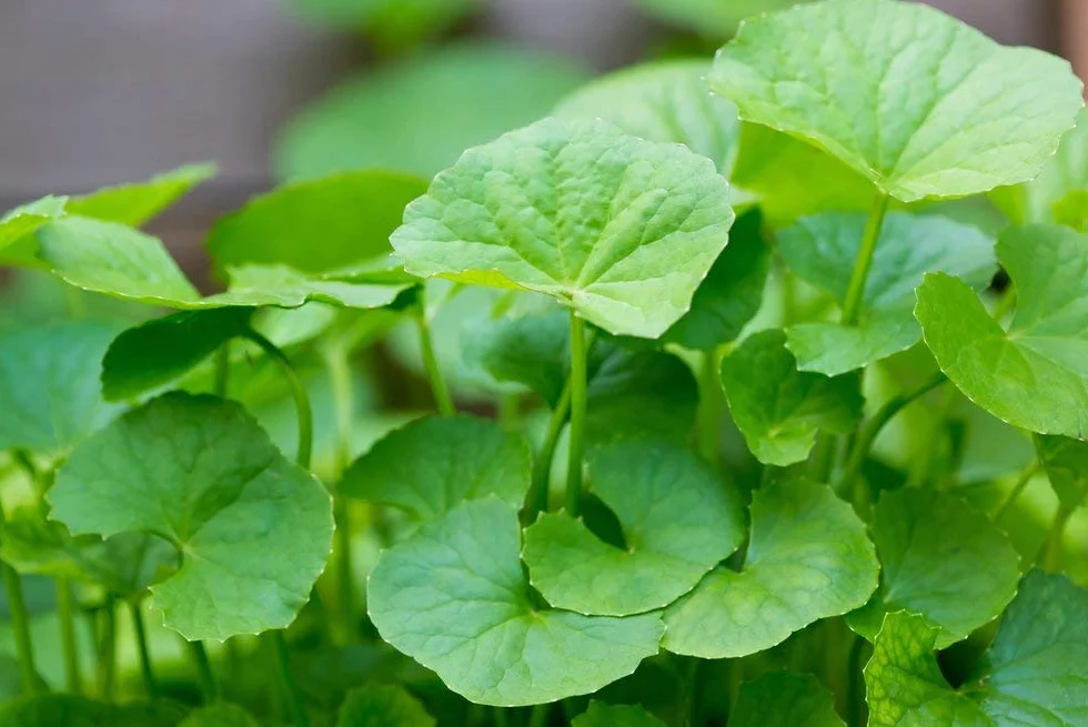 Centella Asiatica Gotu Kola 200 Seeds