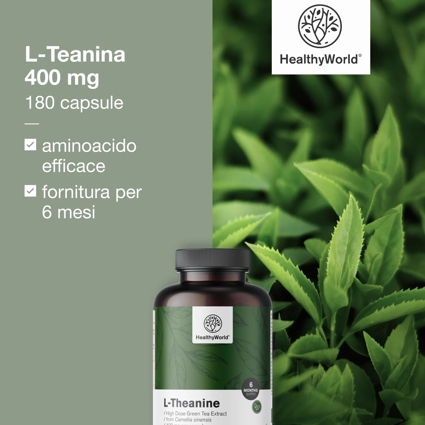HealthyWorld L-Teanina 400 mg - 180 Capsule - Estratto di tè verde - Alta concentrazione - Aminoacido efficace - Supporto naturale per l'organismo - Vegetariano e non OGM