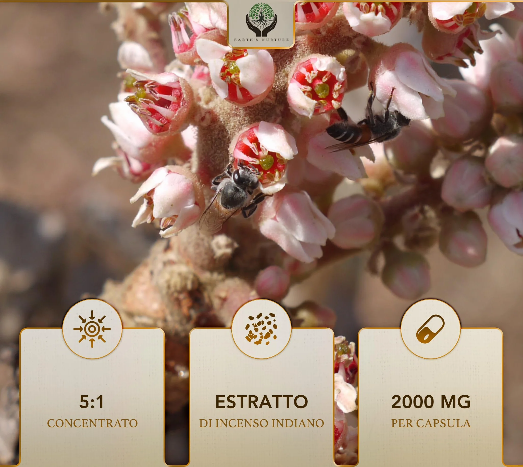 EN Boswellia | 120 Boswellia Serrata - 2000mg Boswelia per Dose | Boswelia Serrata Alto Dosaggio | Non-OGM, Senza Glutine e Allergeni | Prodotto nel Regno Unito