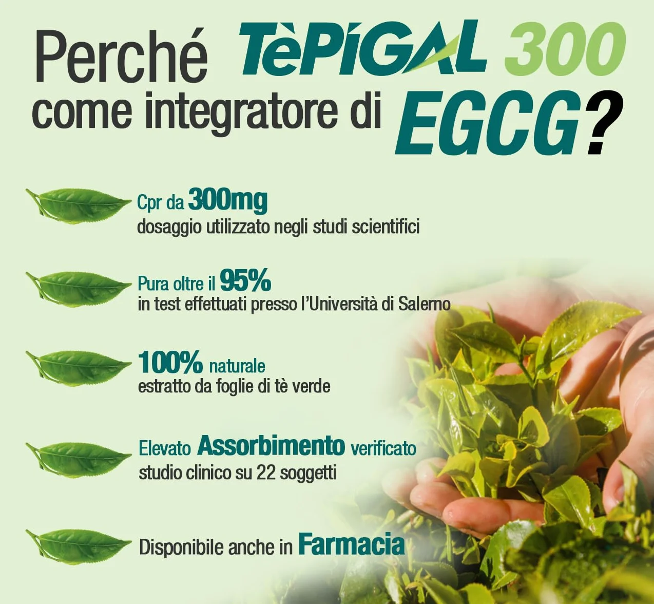 EGCG da tè verde ≥95% - Stimolante metabolico, blocca-fame, energizzante