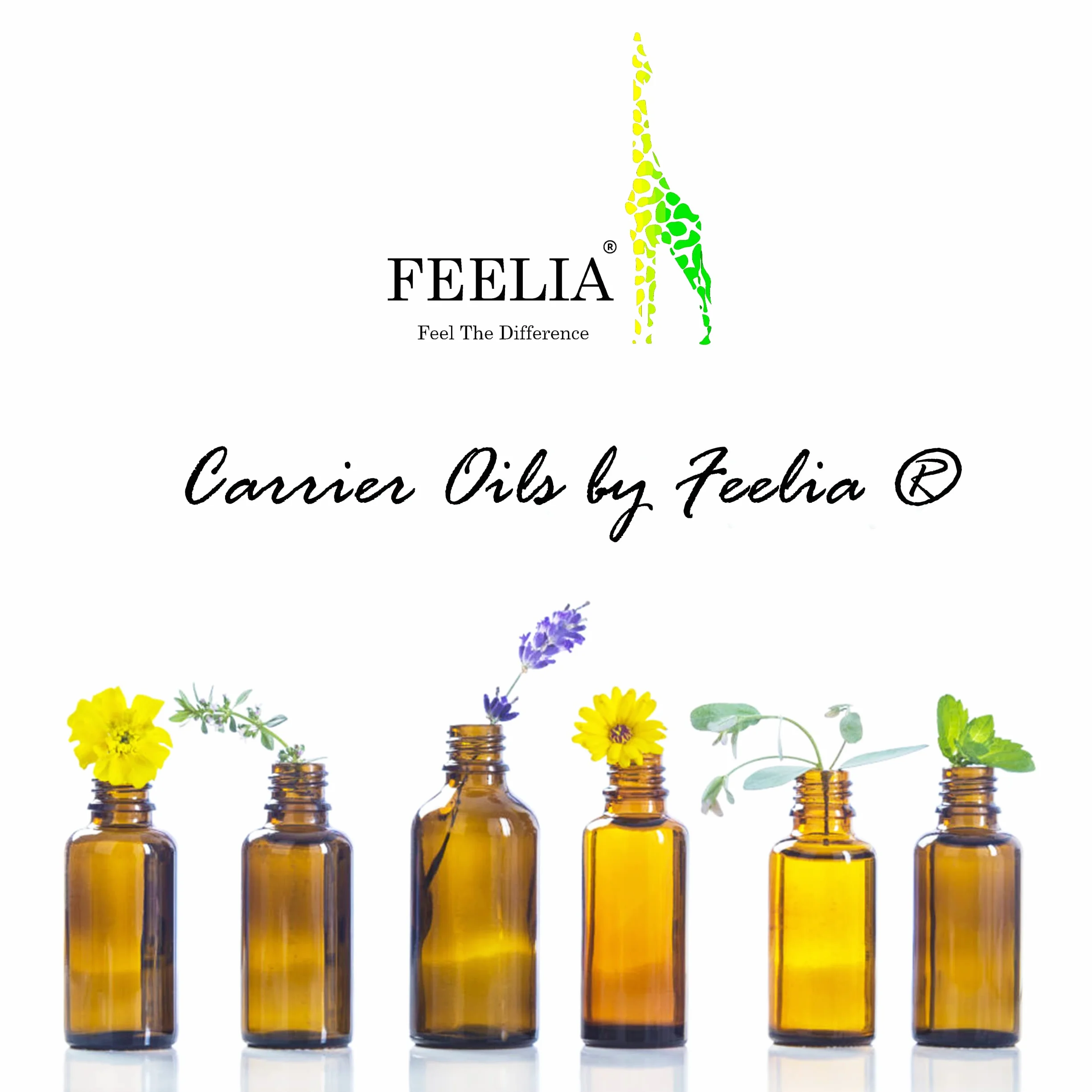 Feelia Olio di borragine organico spremuto a freddo ricco di Omega 6 100% puro