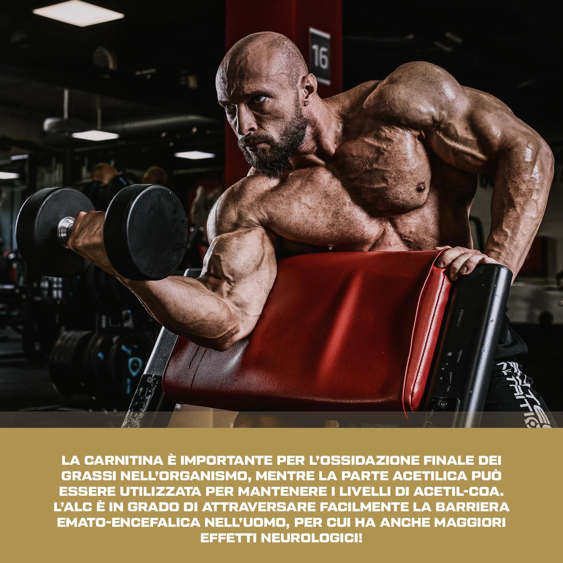 Scitec Nutrition Hyper Carnitine - 1000 mg di Acetil L-Carnitina per un'integrazione attiva di L-Carnitina, 120 Capsule