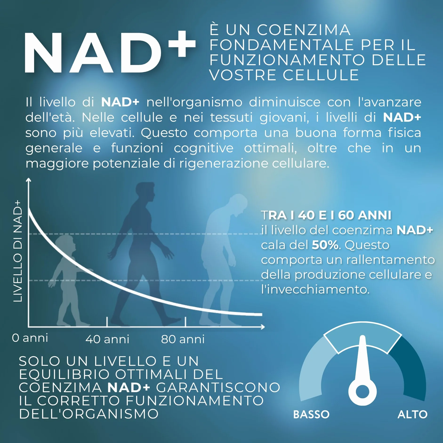 1-MNA Brain, Integratore Anti-Età, Ottimizza Naturalmente NAD+ con Ginkgo Biloba, Zinco, Biotina, Vitamine C, B1, B5, B6, B12, Salute Cellulare, Memoria, Concentrazione, 30 Compresse