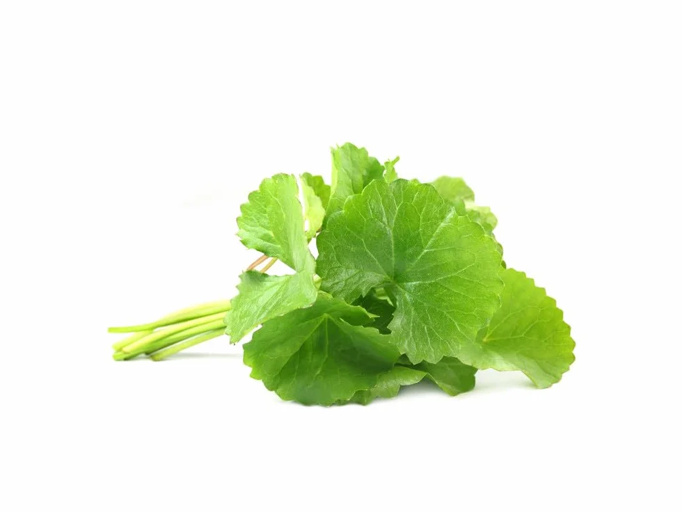 CENTELLA ASIATICA (GOTU KOLA) 100 mg 60 capsule Titolato 20% triterpeni 8% asiaticoside 5,5% madecassoside