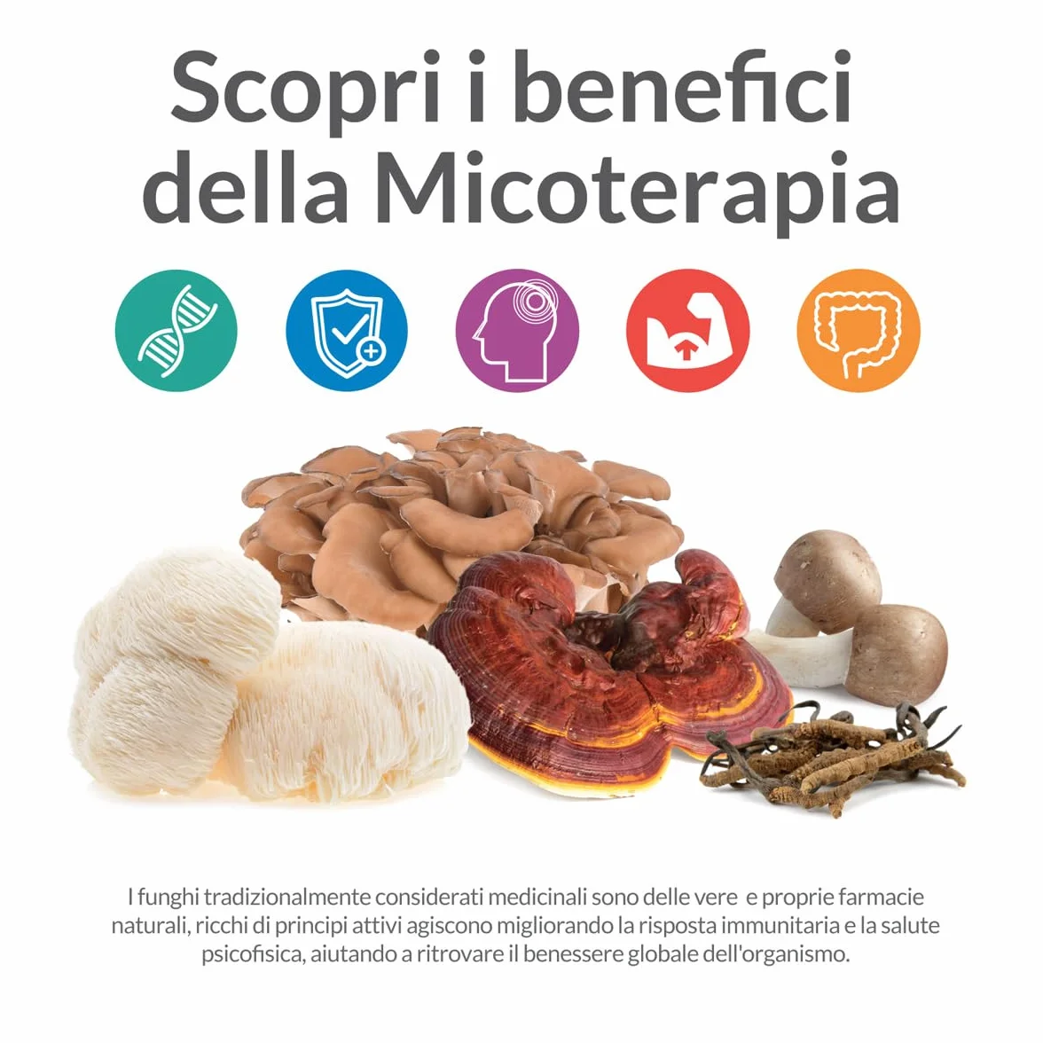 AVD REFORM | Micotherapy Shiitake – Integratore con Shiitake (Lentinula edodes) da coltivazione biologica per vitalità e difese naturali – 90 capsule – Prodotto in Italia