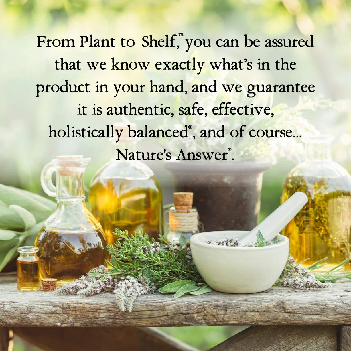 Oil of Oregano, Alcohol-Free (30 ml) - Nature's Answer