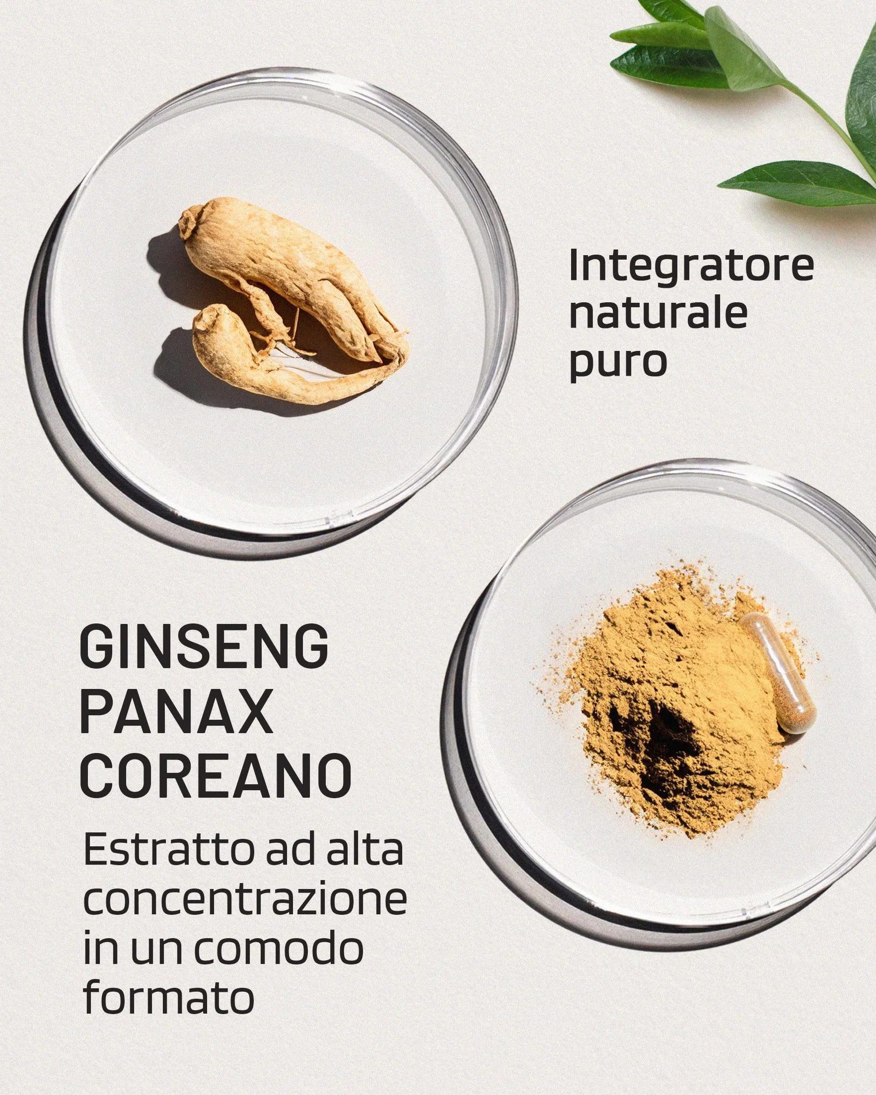 Panax Ginseng Rosso Coreano 12.500 mg 30% Ginsenosidi 60 Capsule Integratore Vegano