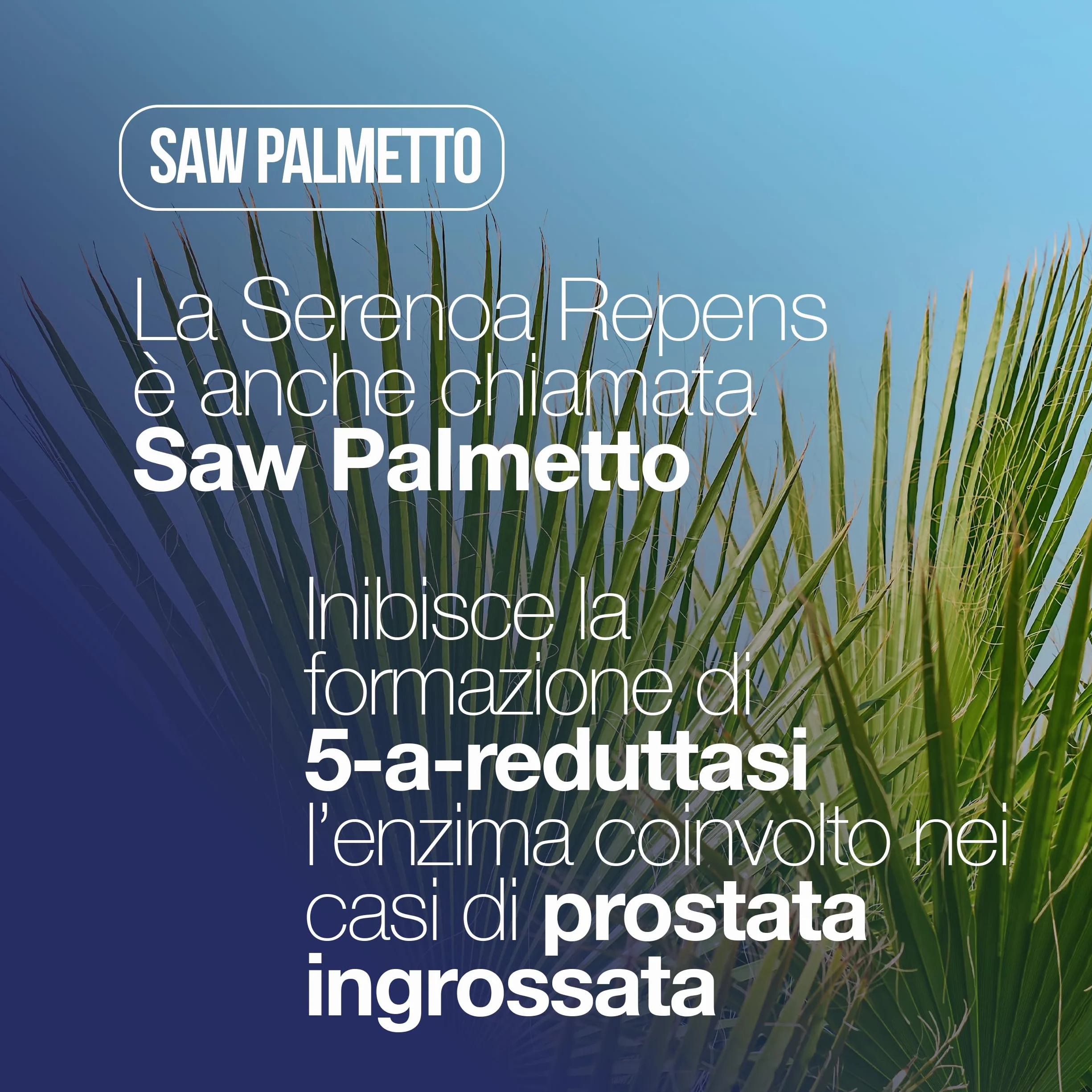 Serenoa Repens Prostata Integratore 60 Compresse con Saw Palmetto, Boswellia, Zucca e Licopene 640mg