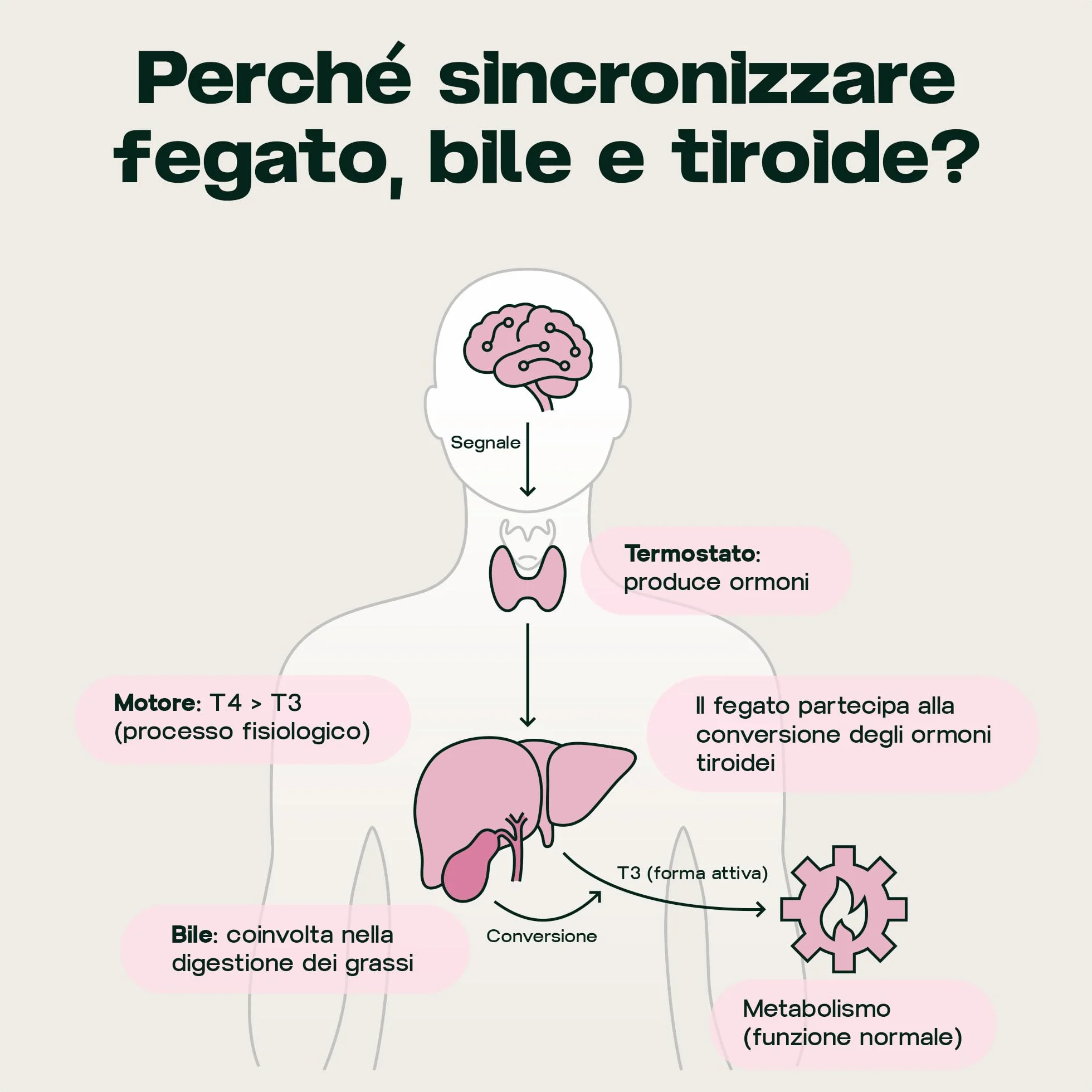 Detox Fegato TUDCA 300mg Cardo Mariano Silimarina Disintossicante Forte Liver Complex Vegano 60 Capsule