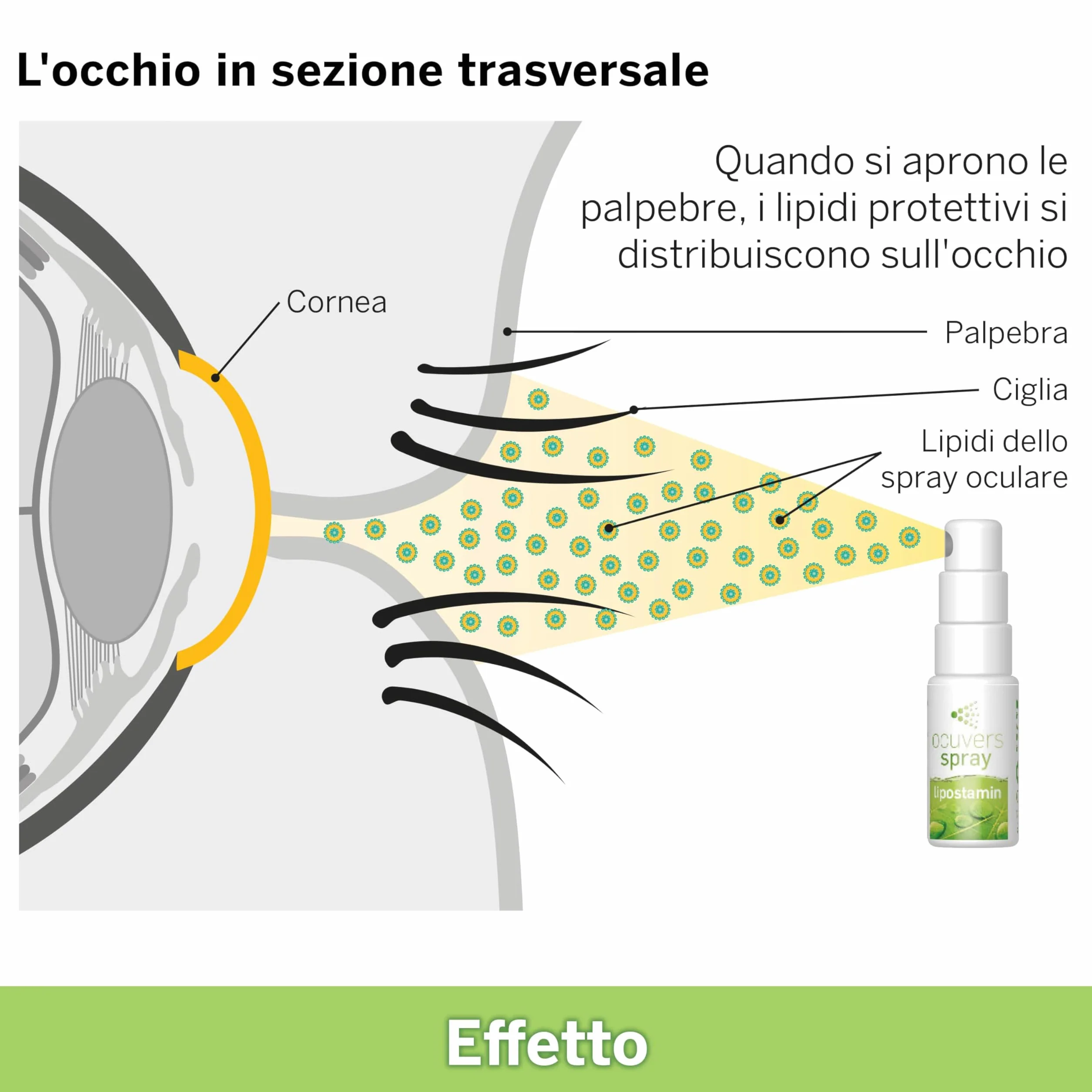 Ocuvers Lipostamin Spray Oculare con Eufrasia 15 ml - Occhi Arrossati, Senza Conservanti, Antiallergico