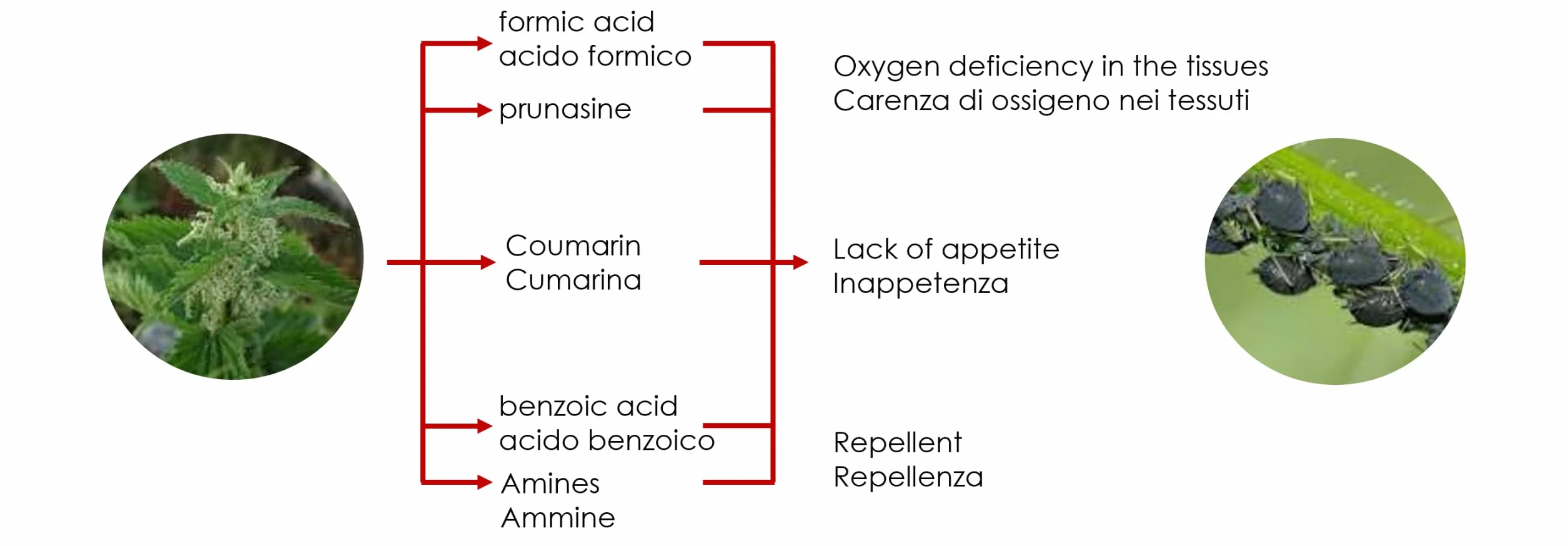 Ortica per piante liquido concentrato solubile in acqua 500 ml