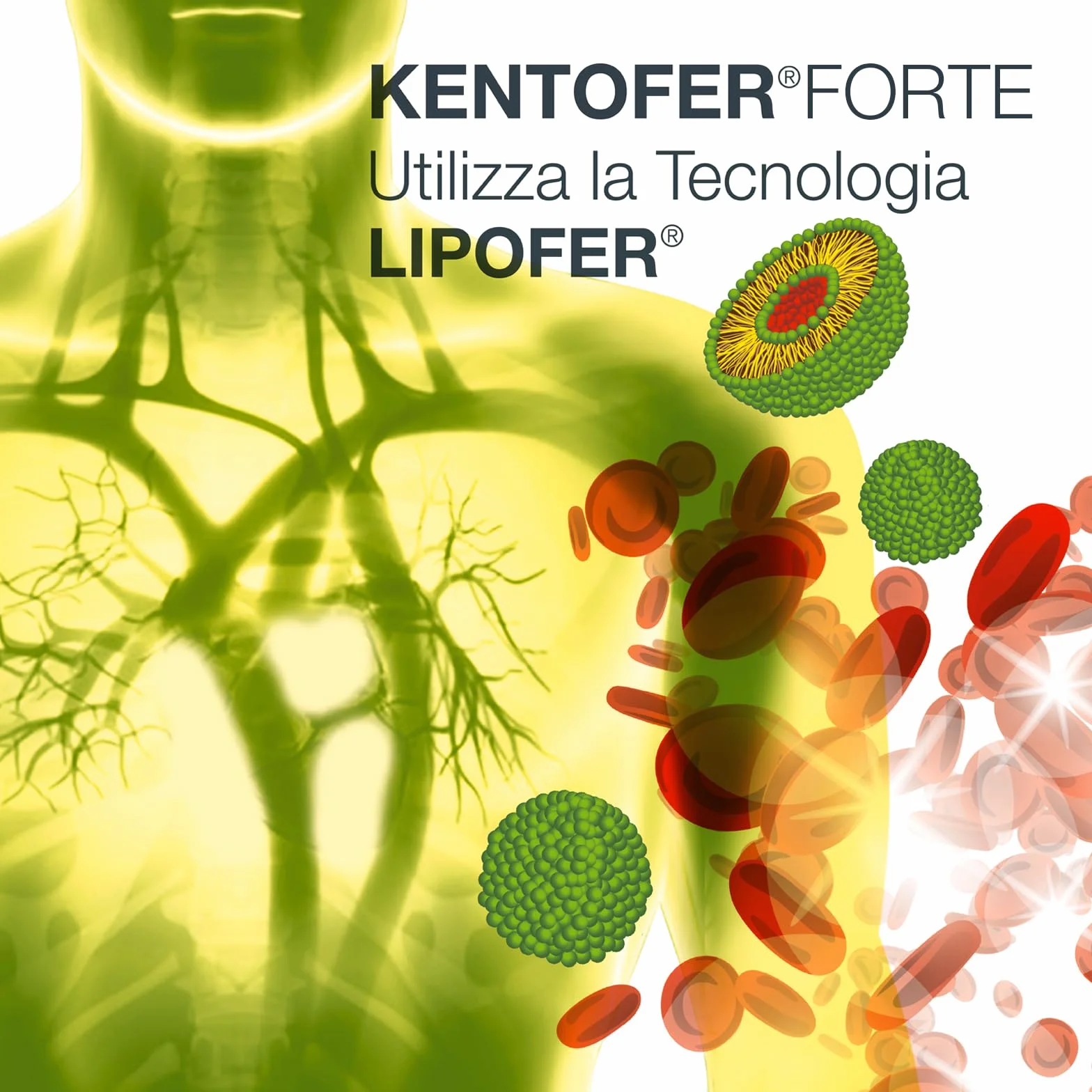 S&R Farmaceutici | KENTOFER Forte - Integratore alimentare a base di Ferro, utile supporto in caso di carenza di Ferro e di Anemia Sideropenica, 20 capsule da 568 mg