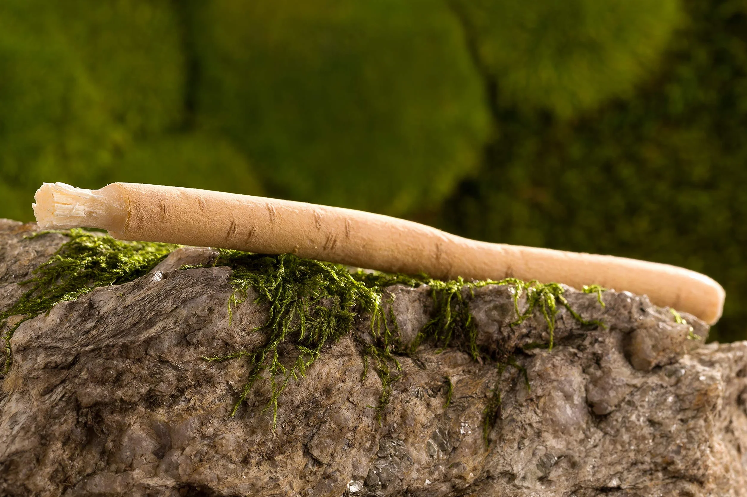 Miswak naturale spazzolino da denti originale Siwak radice sbiancare denti