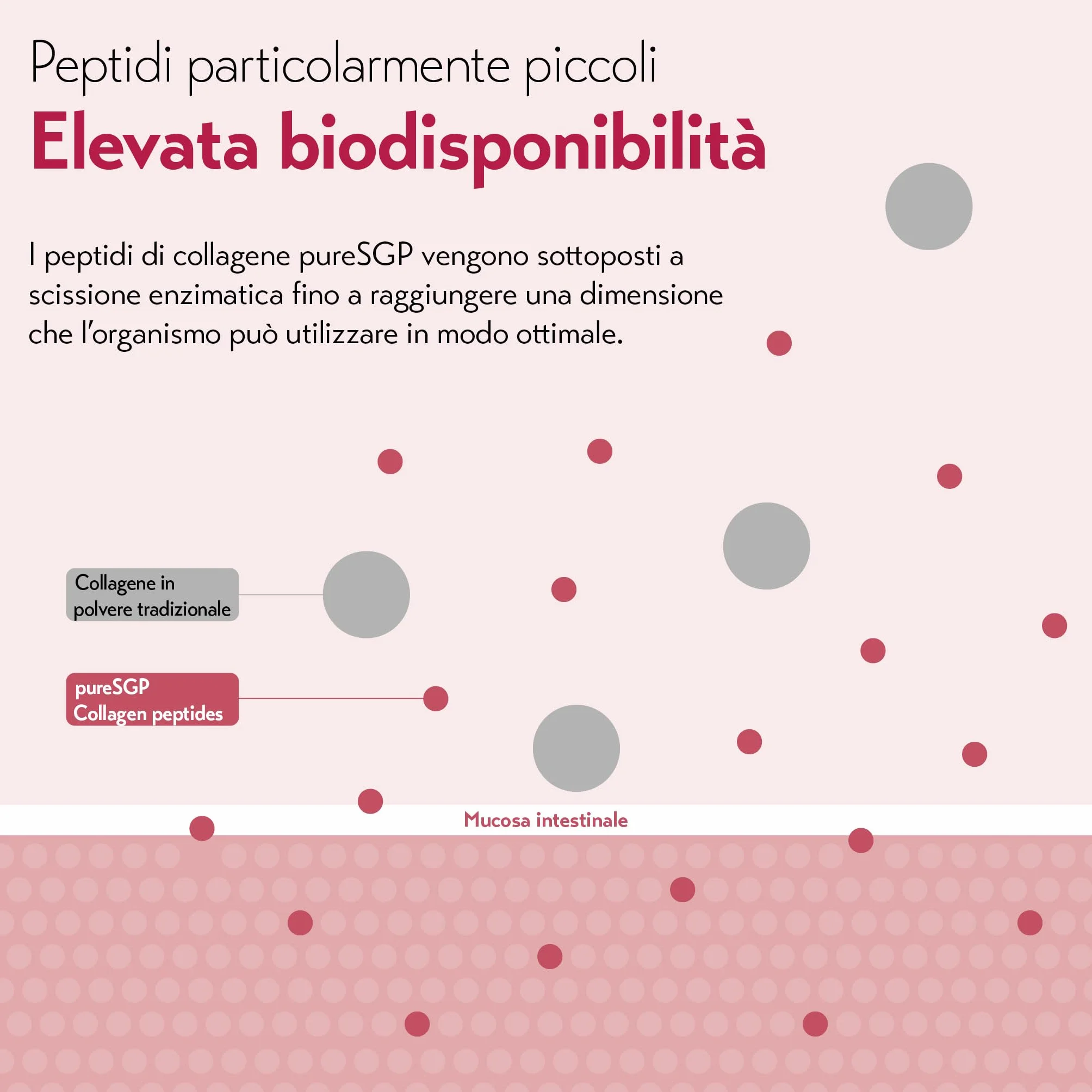PureSGP Collagen 300g Collagene Puro Qualità Farmaceutica Peptidi Bioattivi Vitamina C Biotina Gusto Neutro