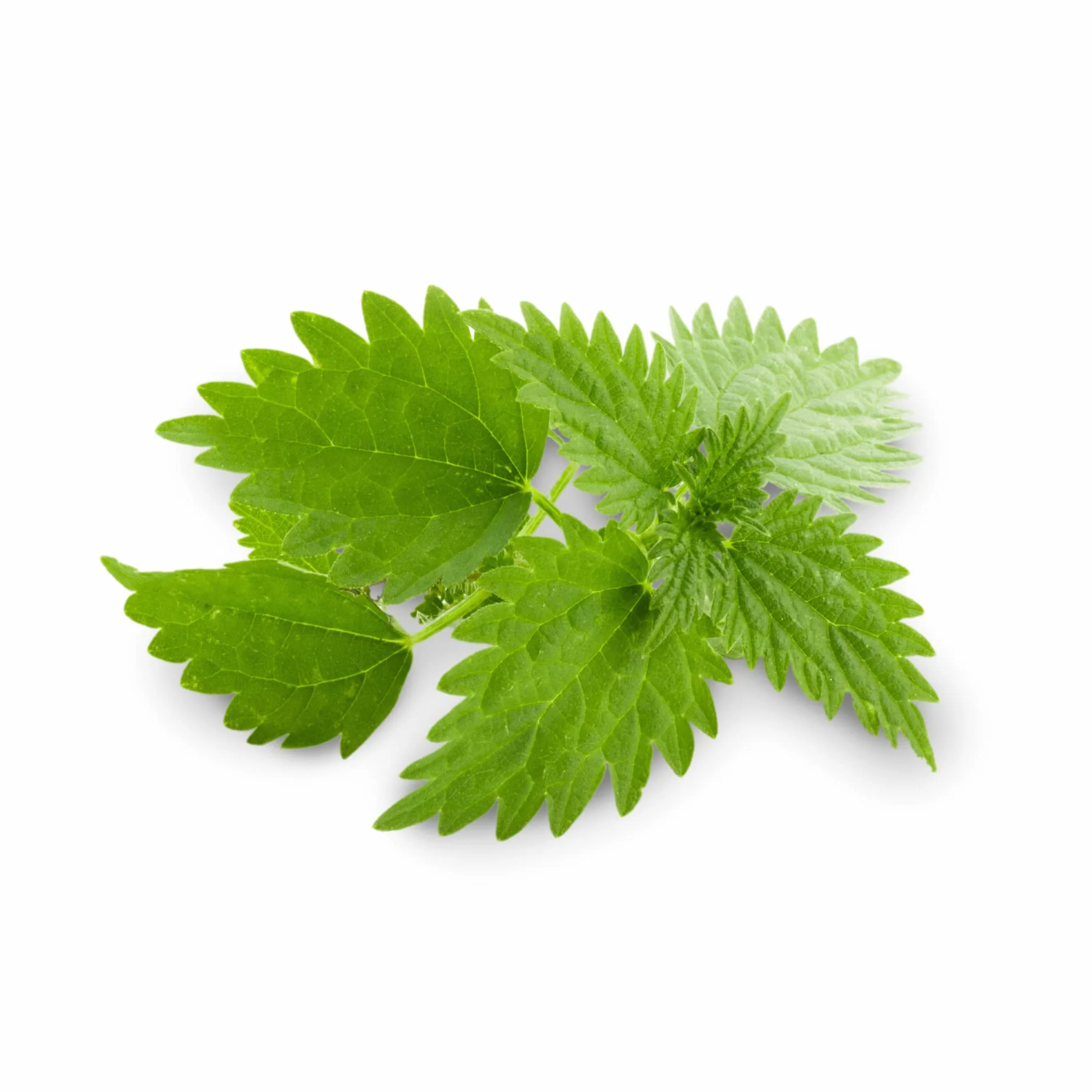 RADICE DI ORTICA Urtica dioica Estratto titolato 0.8% steroli vegetali 250 mg 60 capsule problemi urinari prostata