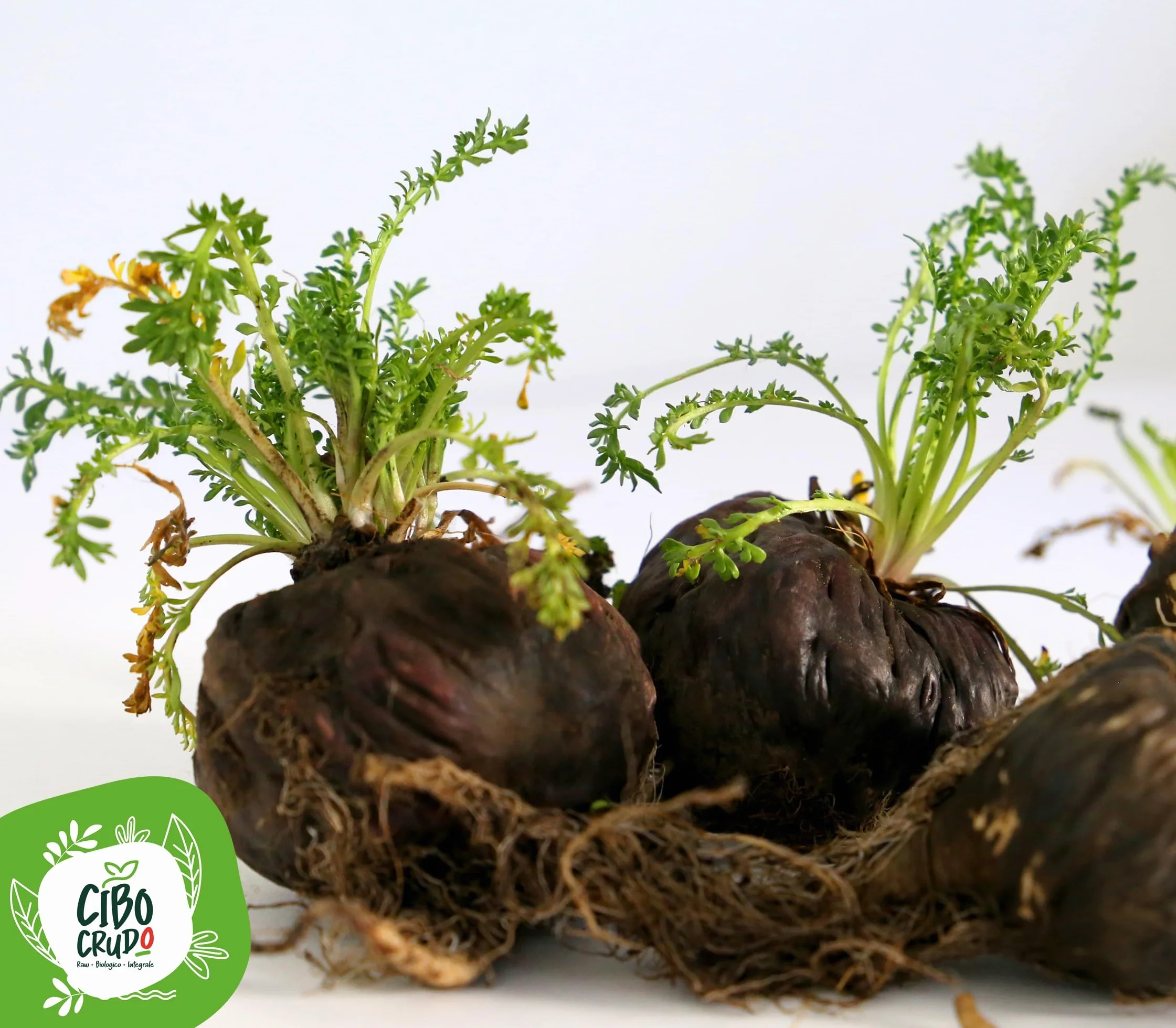 Cibocrudo Maca Nera Delle Ande In Polvere Biologico, Black Maca Powder Raw Organic, Provenienza Perù, Pura Al 100%, Fonte Di Amminoacidi, Acidi Grassi, Calcio, Fosforo, color Beige, 150 g