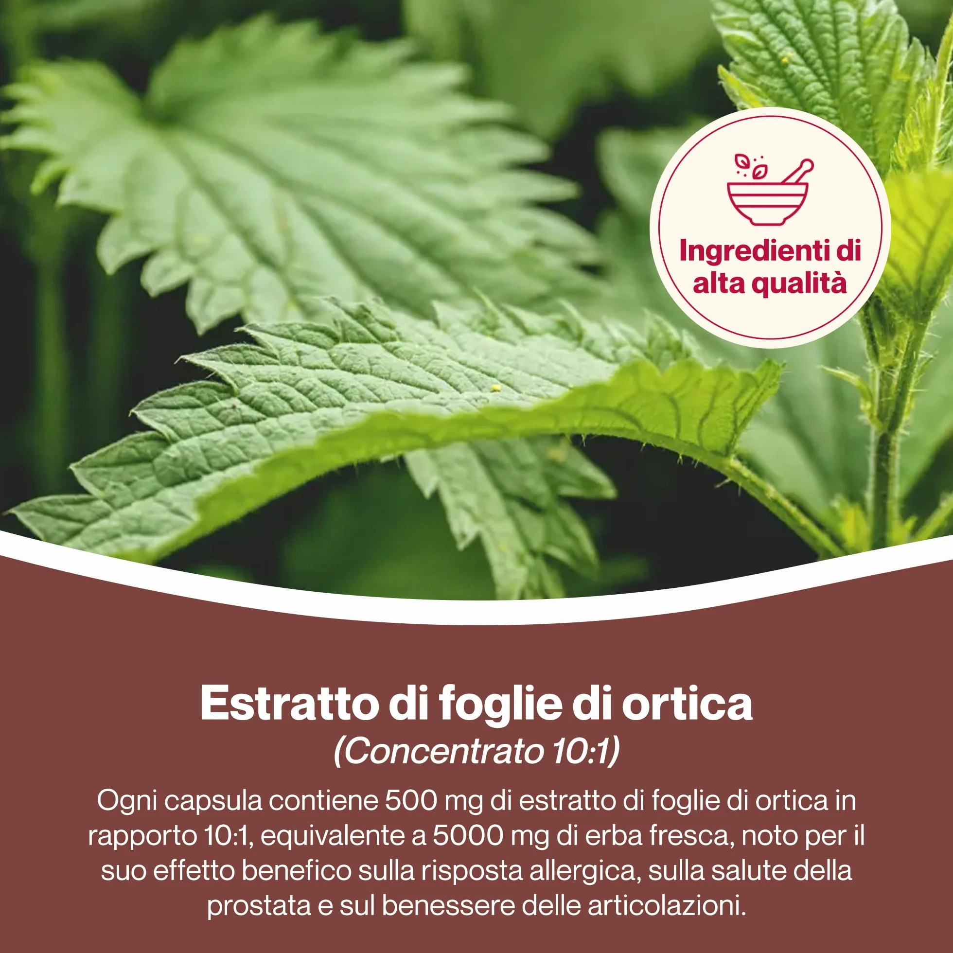 Hepatica Foglia di Ortica 5.000 mg Estratto Concentrato 10:1 120 Capsule Vegane
