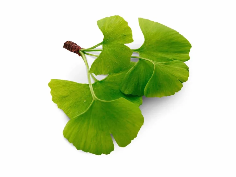 GINKGO BILOBA * 60 mg / 120 capsule * Titolato al 24% min. di flavoni glicosidi e al 6% min. di lattoni terpenici