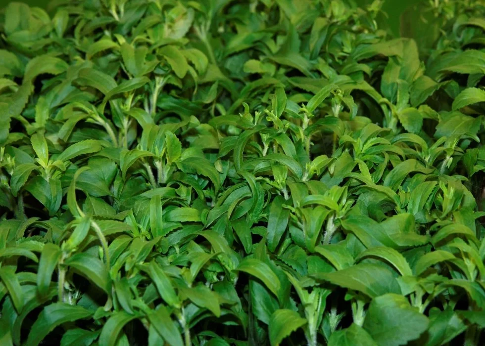 SAFLAX Stevia rebaudiana 100 semi Con substrato