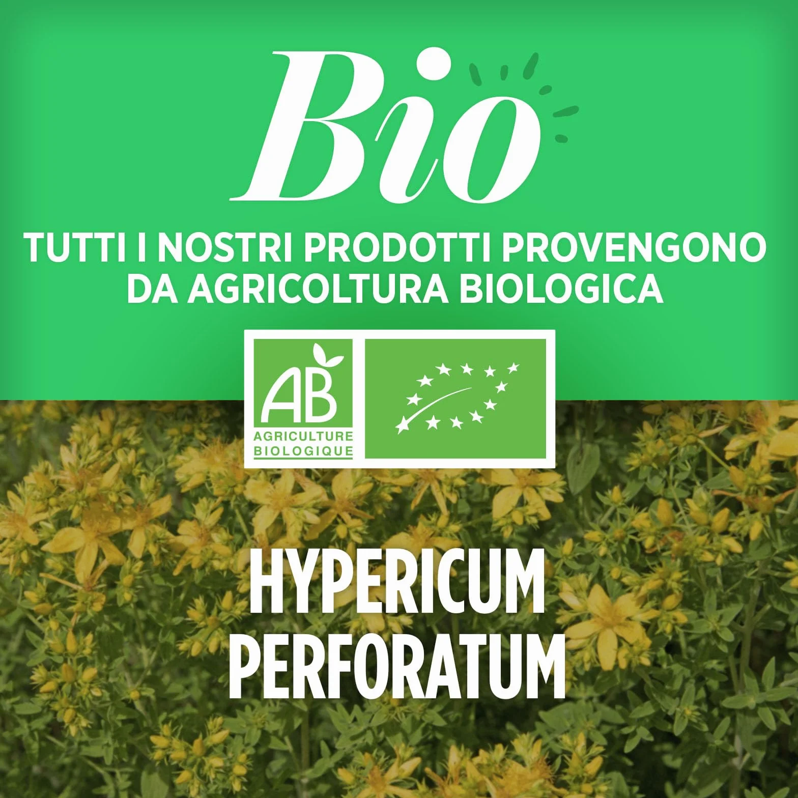 Iperico Bio (Erba di San Giovanni) 400mg - 120 compresse, Polvere di Iperico sommità fiorite : 400mg - Agente di carica : carbonato di magnesio
